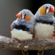 Zebra finches: maintenance, care and breeding
