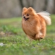German Spitz: description and recommendations for content