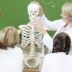Biology teacher: features and responsibilities