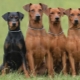 Pinschers: characteristics, types, selection and care