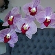Making orchids from isolone