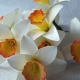 How to make daffodil from foamiran?