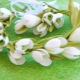 How to make snowdrops from foamiran?