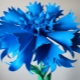 How to make foamiran cornflowers?