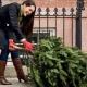 When and how to clean the tree after the New Year?