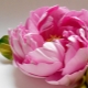 Amazing peonies from foamiran