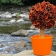 All about autumn topiary