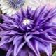How to make a dahlia from an isolone?