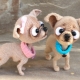 How to tie an amigurumi dog?