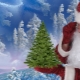 How to choose a fir for the New Year and how to care for it?