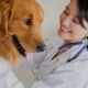 All about the professions associated with dogs