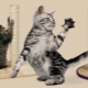 Choosing jute scratching posts