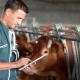 Who is a livestock technician and what does he do?