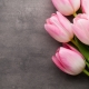 Why are tulips given on March 8?