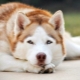 Red husky: features of color and content