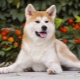 Akita Inu: breed description, character and cultivation