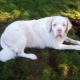 White Rottweiler: description and content features
