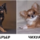 How does a toy terrier differ from a Chihuahua and who is better to choose?