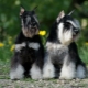 Miniature Schnauzer: breed description, pros and cons, nature and content