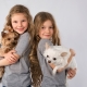 A cross between a Chihuahua and a Toy Terrier: features, character description and content