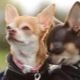 Conditions of detention and rules for caring for a Chihuahua