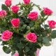 Choosing potted flowers on March 8