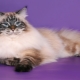 What are the colors of Neva Masquerade cats?