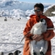 Who are penguin flippers and what do they do?