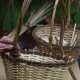 Weaving willow baskets for beginners step by step