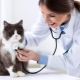 Animal-related professions
