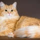 Red Siberian cats: breed characteristics and content