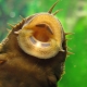 Catfish that clean aquariums