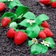 How to make plasticine strawberries?