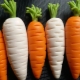 How to mold plasticine carrots?