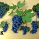 How to mold grapes from plasticine?