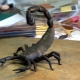 We sculpt a scorpion from plasticine