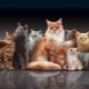 Understanding cat breeds