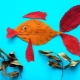 Applications Fish from leaves