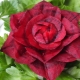 Making beetroot crafts