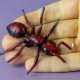 How to sculpt ants from plasticine?