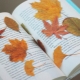How to save leaves for crafts?