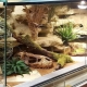 What are the terrariums for eublefares and how to arrange them?