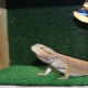 All about terrarium rugs