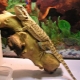 All about terrariums for the bearded agama