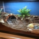 All About Spider Terrariums
