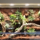 Features of backgrounds for terrariums