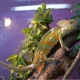 All about chameleon terrariums