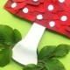 Application for children Amanita