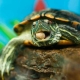 How to feed a small red-eared turtle at home?