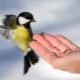 How to feed the tits?